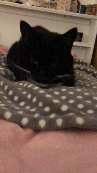 Let's see your relaxed cats