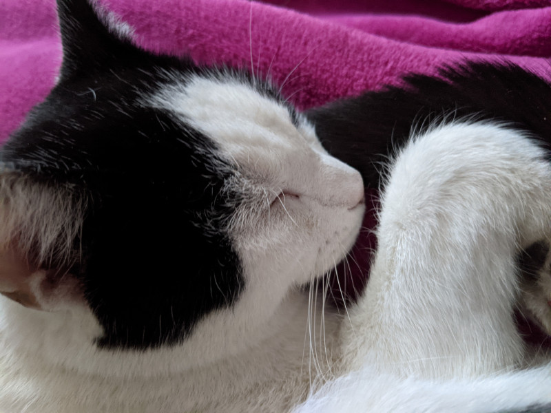 Leather Sofa- Pros and cons