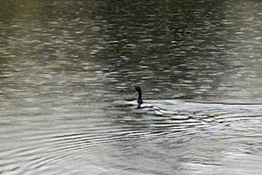 Come and tell me your dull and unexciting news 22: Calmly through the day