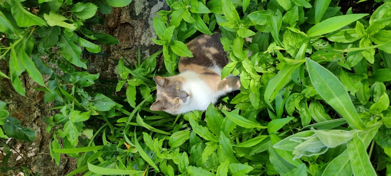 Urban  to country kitty