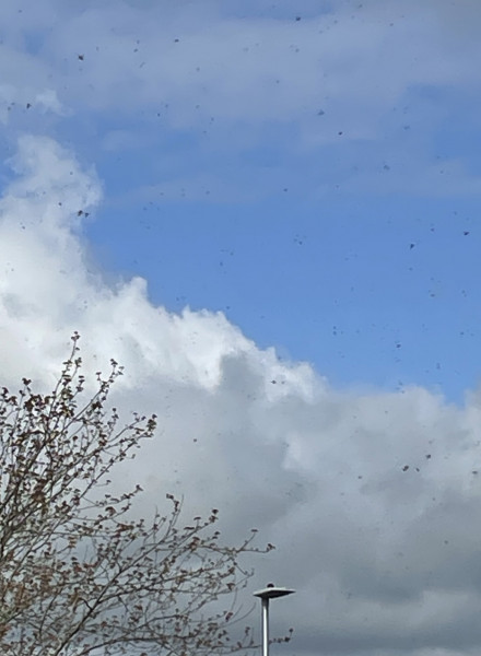 Fly issue any advice would be appreciated 