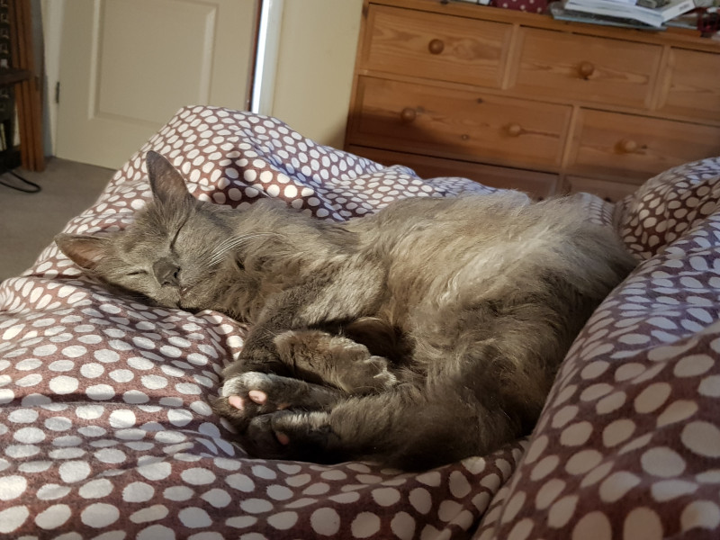 Let's see your relaxed cats