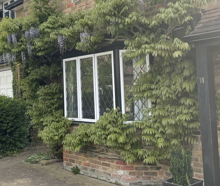 Hardly any flowers and loads of foliage on wisteria?