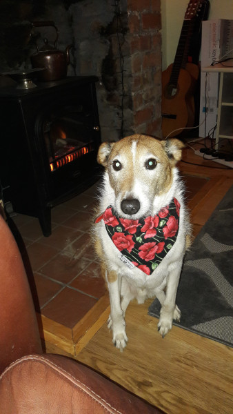 Old dog... How do you know when its 'time'? 