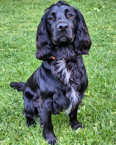 Puppy Survival Thread: muddy footprints into Spring 2022