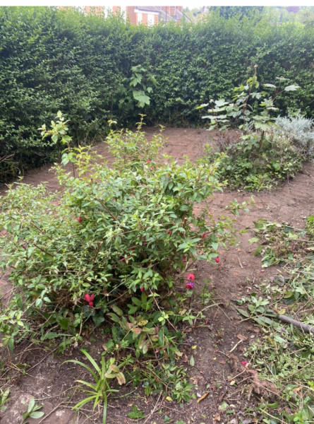 Help with plant choices