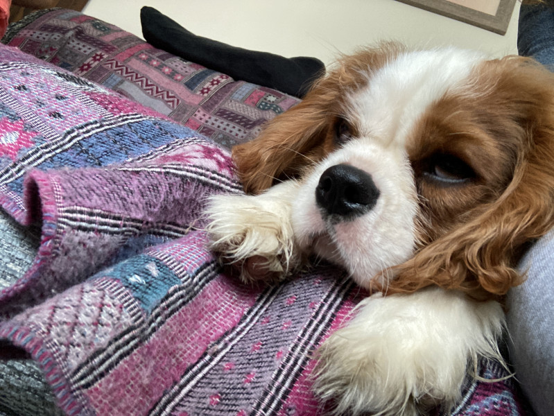 What dog would you recommend for us?