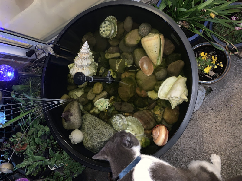 How much does a pond cost?