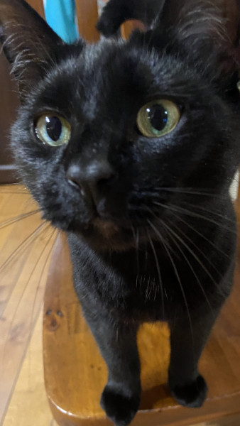 Cat has been killed