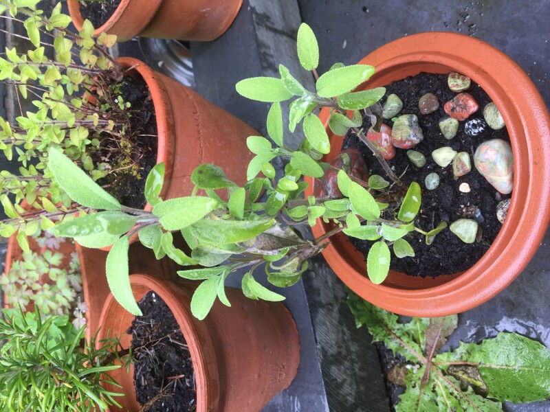 Why are my herbs all so weedy?