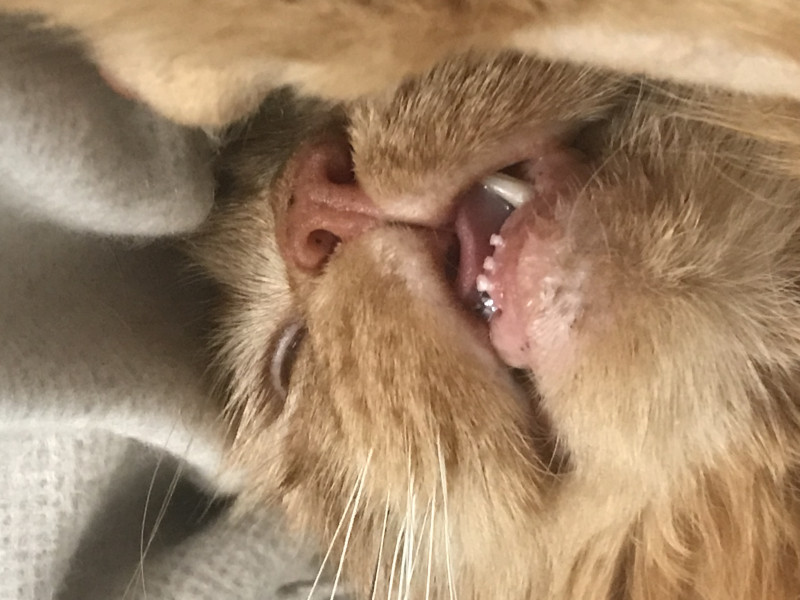 Not my cats and friends