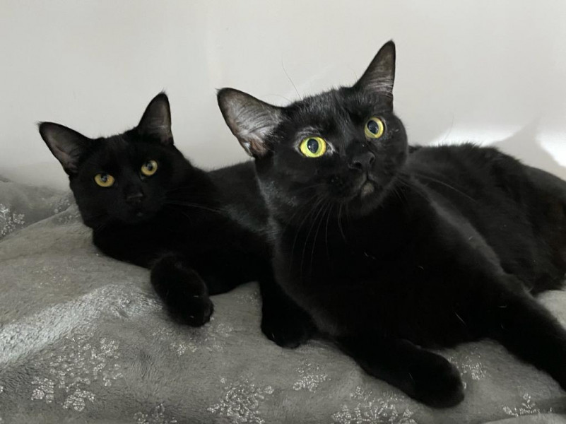 8 month old cat