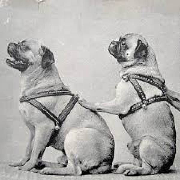 Pugs not “classed as dogs” anymore 
