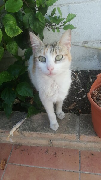 Vaccinating an adult (stray) cat
