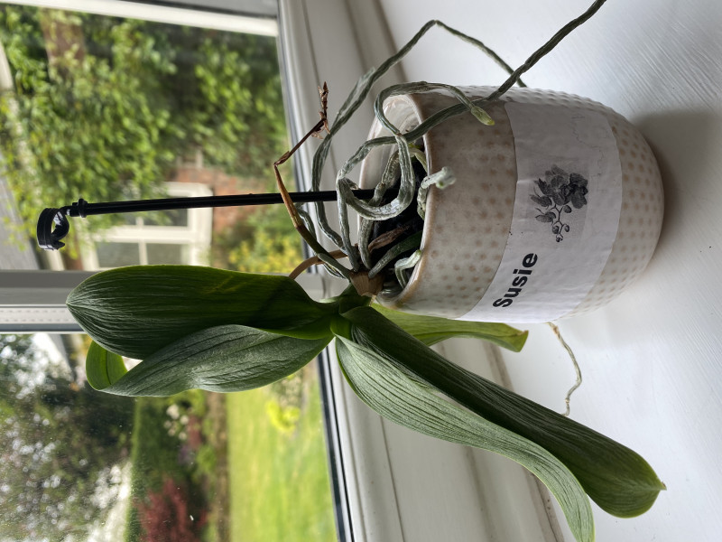 What is the prognosis for this tragic orchid called Susie?