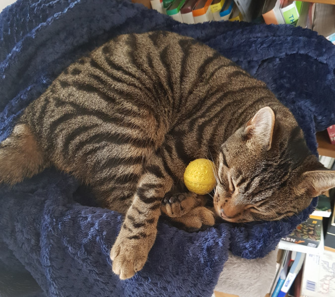 Missing cat and seeming unlikely he'll come home