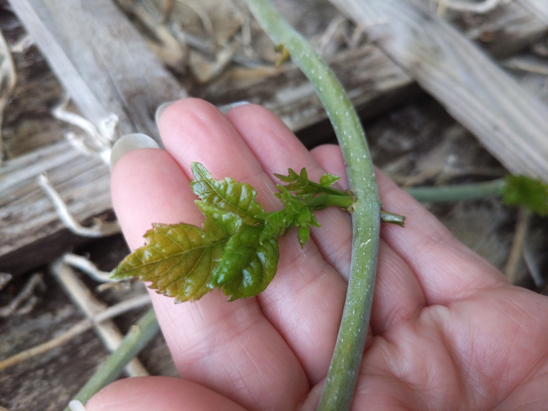 5th summer here.  This has shown no sign of life until now...what is it?