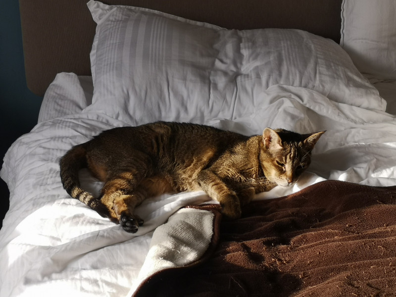 Cat with diarrhoea and kidney failure