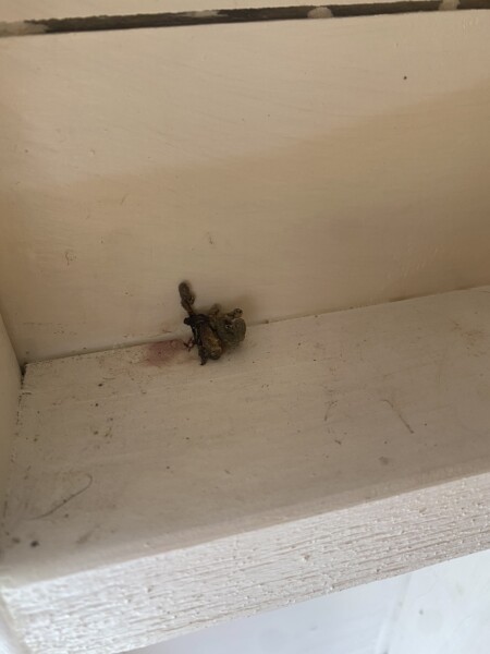 What animal / insect is this poo from?