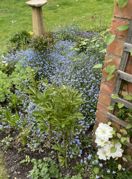 Bluebells help!