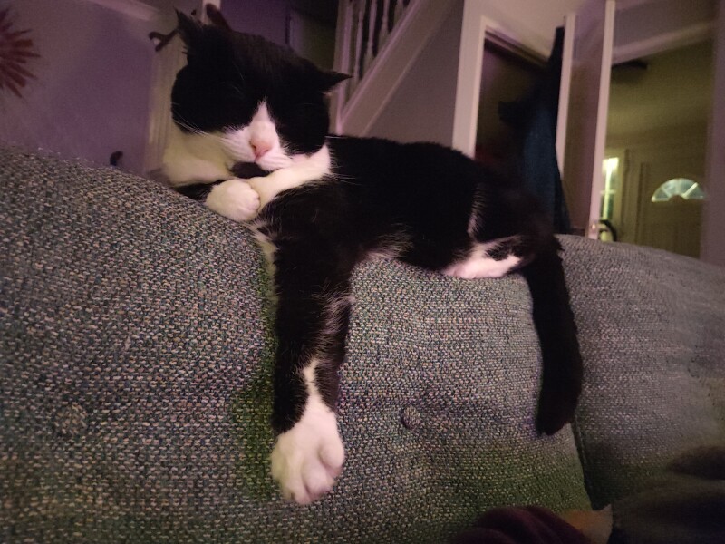 Let's see your relaxed cats