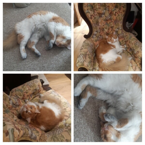 What has your experience of ginger  cats been ? 