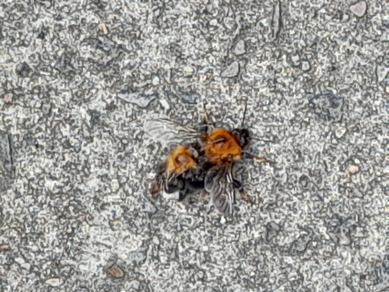 Bees setting up home in my porch canopy