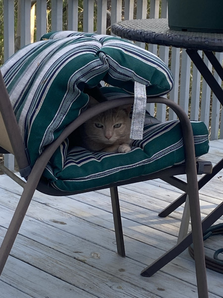 Come and tell me your dull and unexciting news 22: Calmly through the day