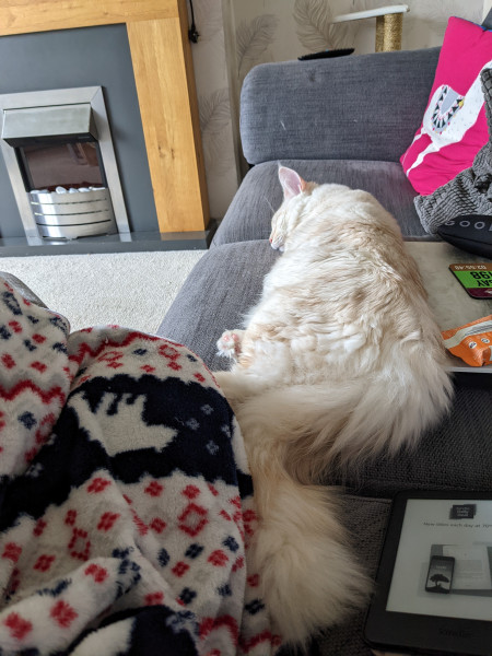 Let's see your relaxed cats