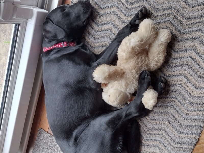 Tell me to stop looking at Labrador puppies