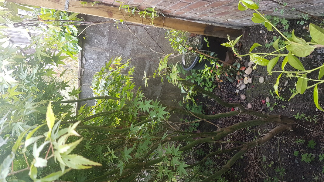 Removing an Acer