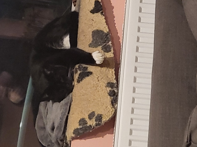 Let's see your relaxed cats