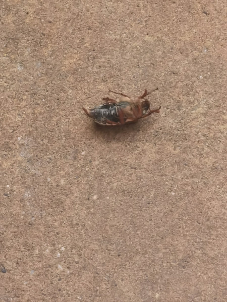 What are these weird bugs in my garden pls tell me not cockroaches 🤮