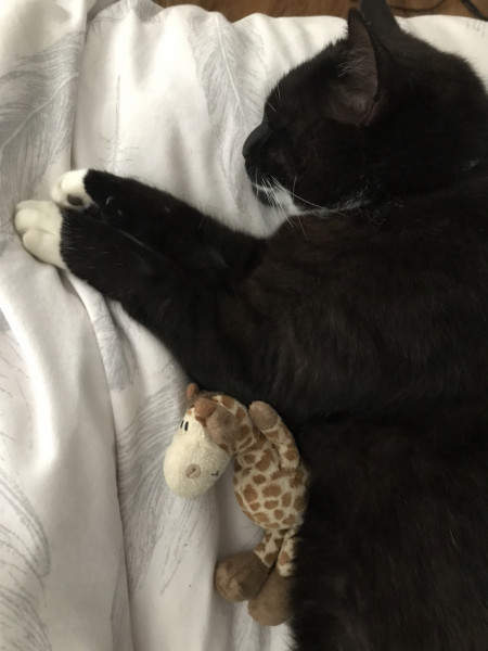 Let's see your relaxed cats