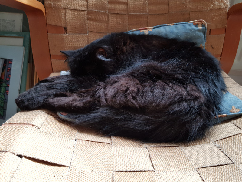 Friday Felines