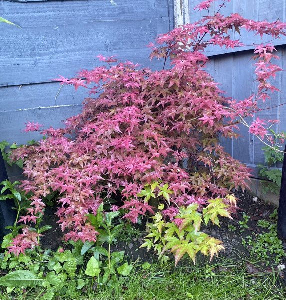 Why is my acer two colours?