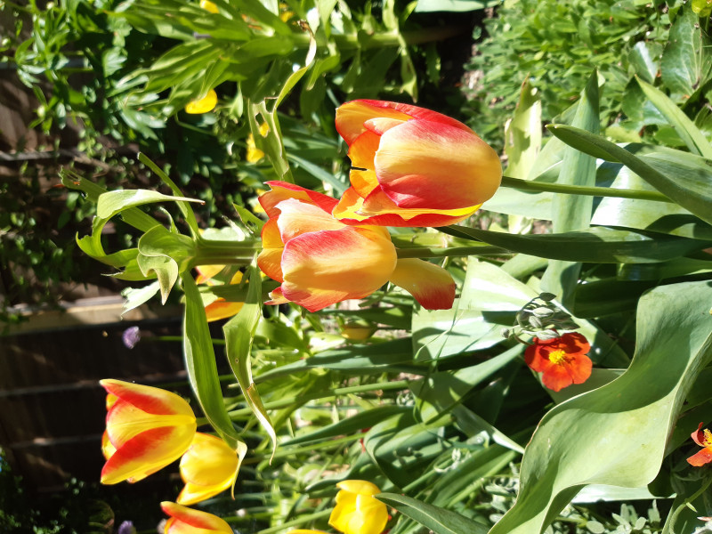 Are these the very best tulips?