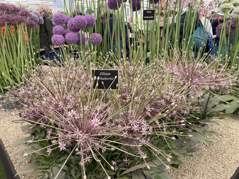 Anyone else following RHS Chelsea?