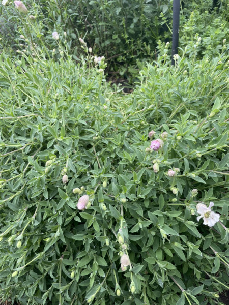 Plant ID