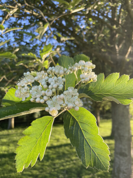 Tree ID