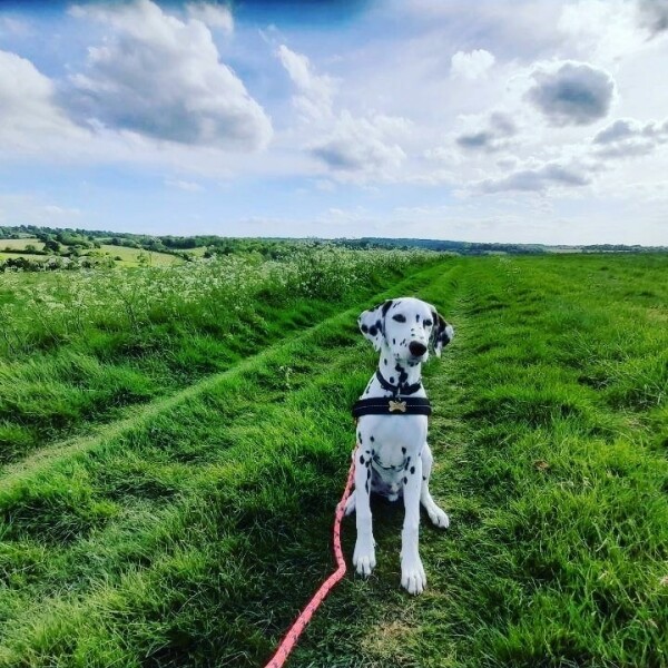 What other owners say  good and bad about your dog