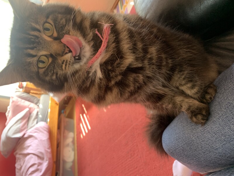Not my cats and friends