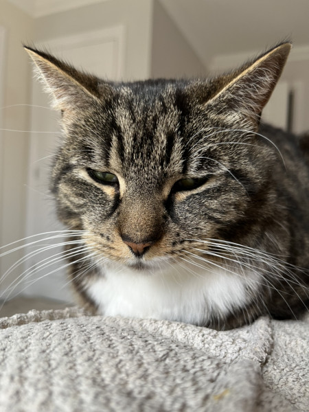 Cat seems a bit off. Any ideas? Photo included