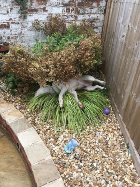 Tiny courtyard garden thread