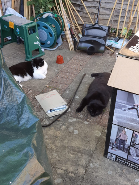 Let's see your relaxed cats