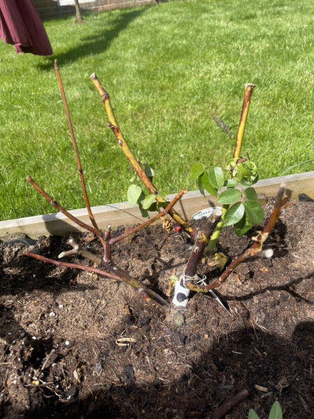 Dead rose after pruning
