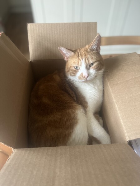 What has your experience of ginger  cats been ? 