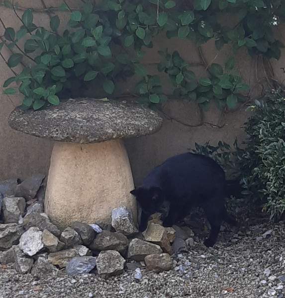 Friday Felines