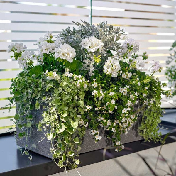 Window box recommendations please?