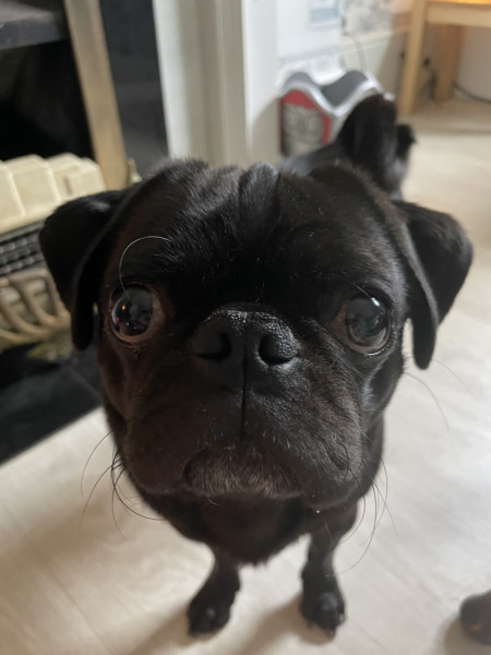 Pugs not “classed as dogs” anymore 